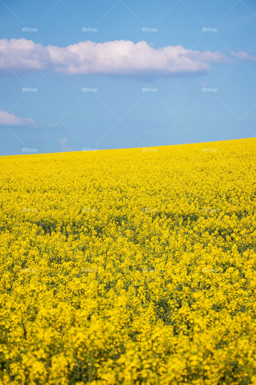 Yellow field of rapeseed flowers