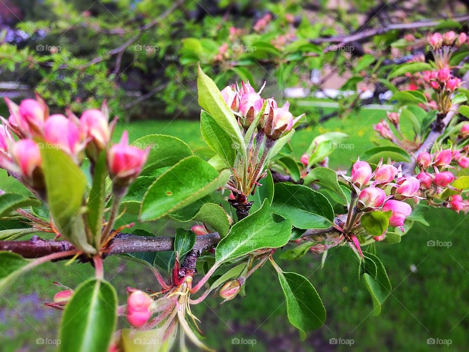 Close-up of flowers