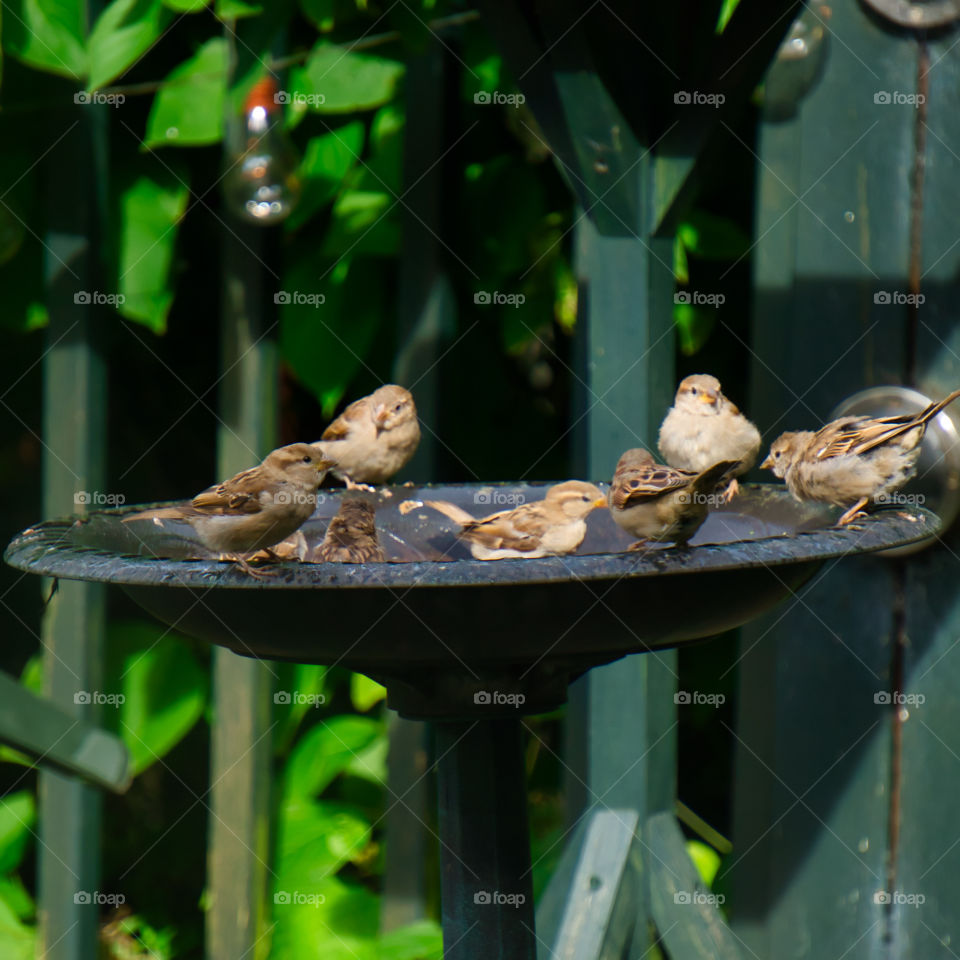 bird bath. pool party