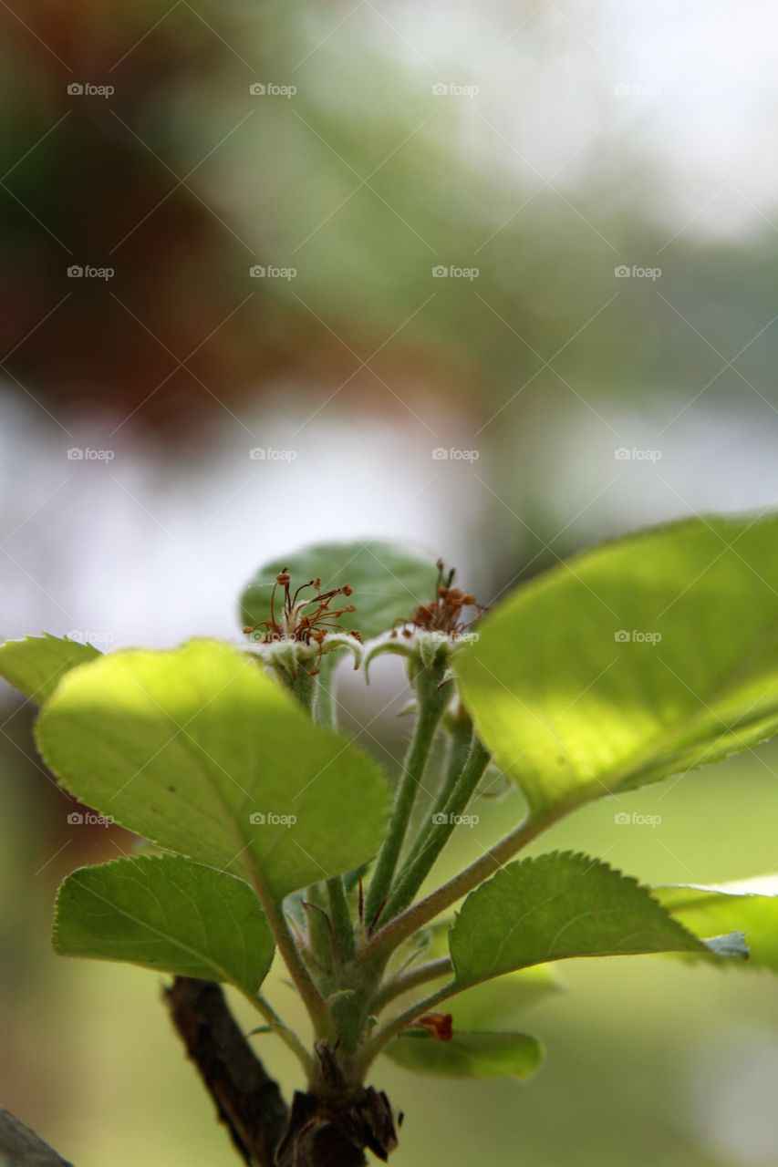 apple blossoms past their peak.