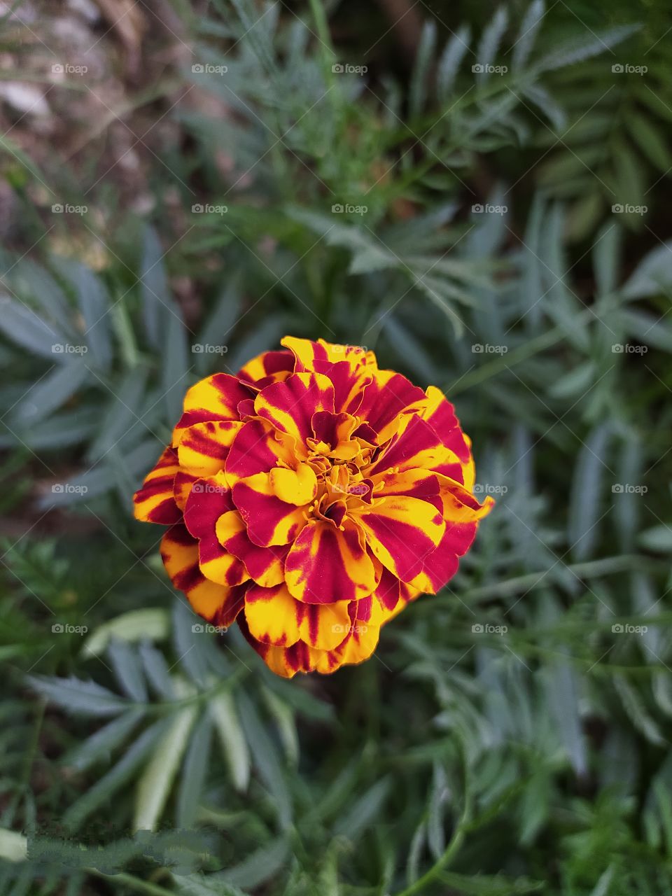 Marigold flower garden beauty awesome Shot on Camera