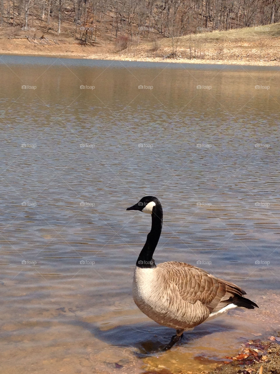 Geese at the Lake of Lone Elk Park near St Louis, Missouri.