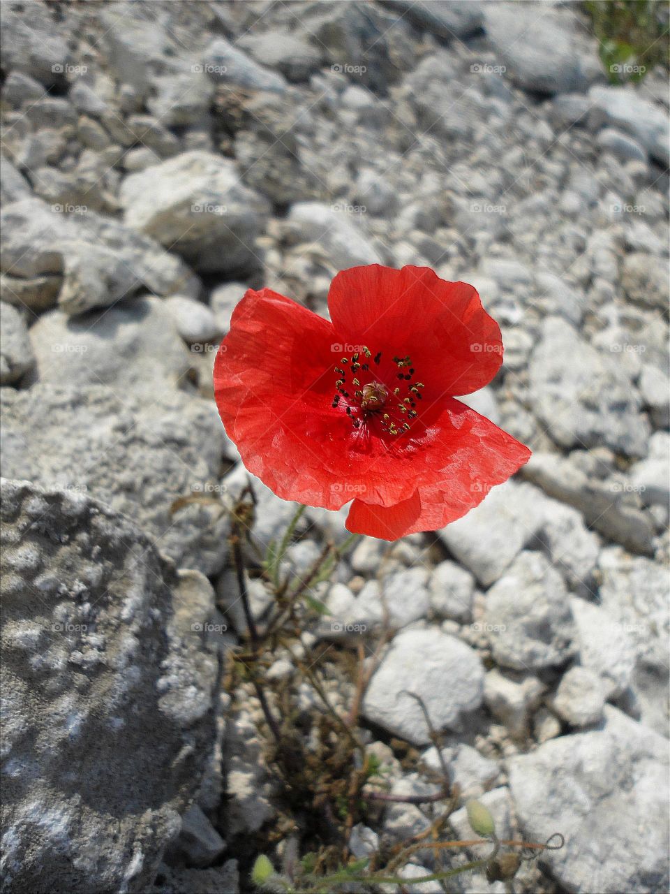 Close-up of a red flower