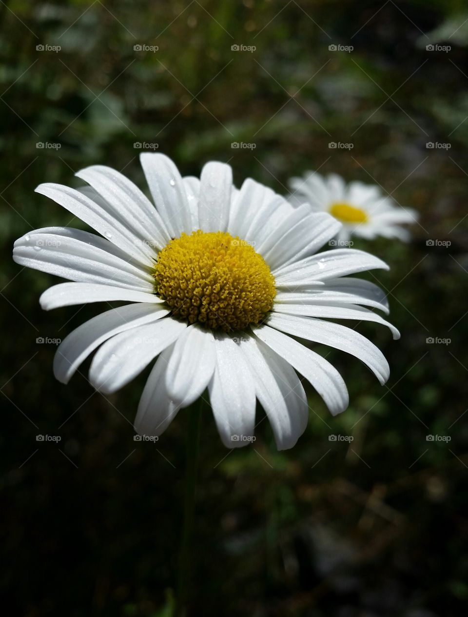 Chamomile closeup