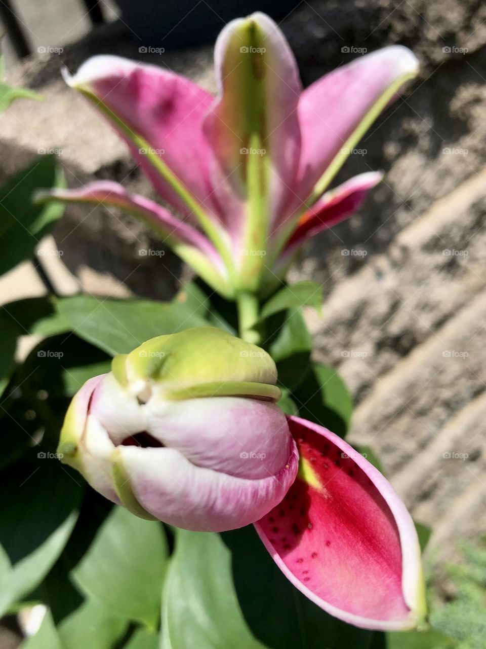 Pretty pink purple summer flowers showy lily green leaves foliage flower blooming petals stamen bud blossom backyard gardening neighborhood landscaping container patio plants