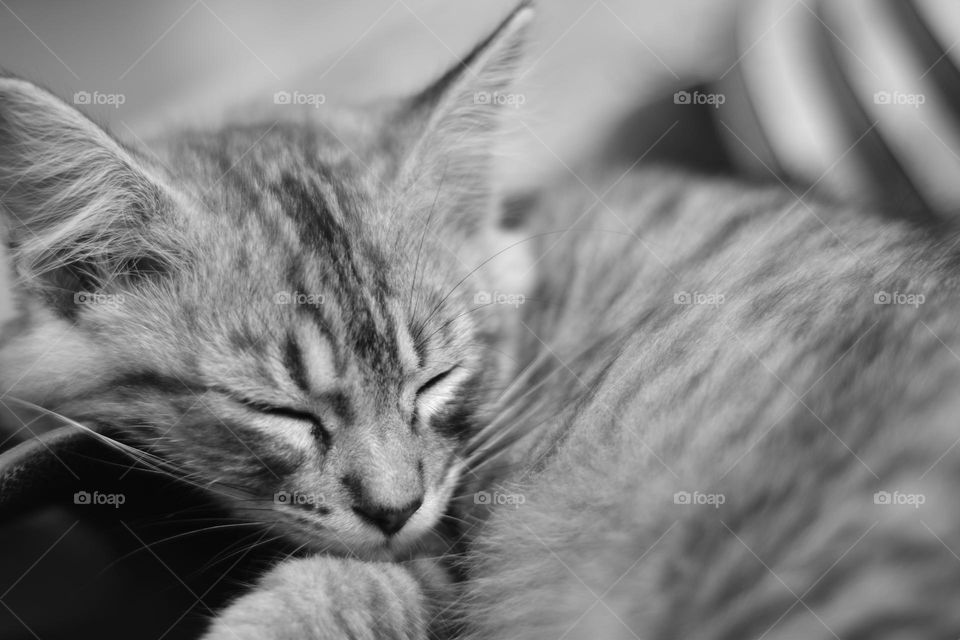 Sleeping cat