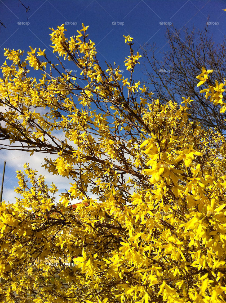 malmö sweden vår springtime by ingrid13