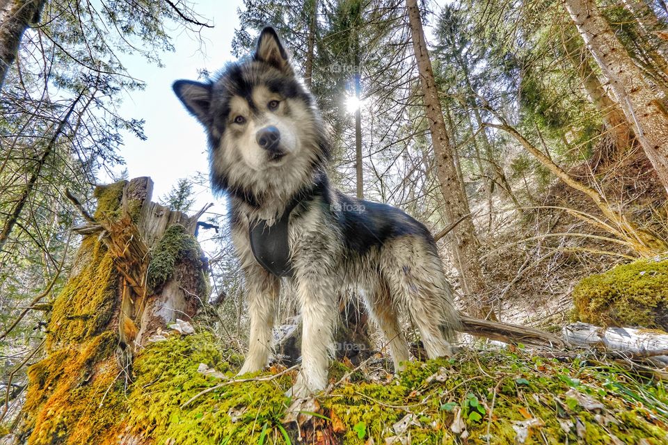 wolf in forest