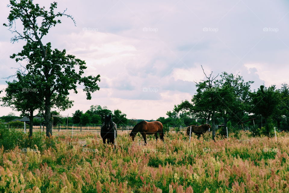 Horses on the meadows near Kemberg