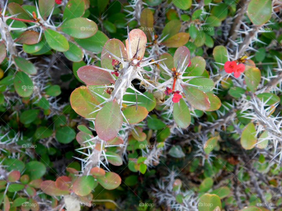 thorny plant