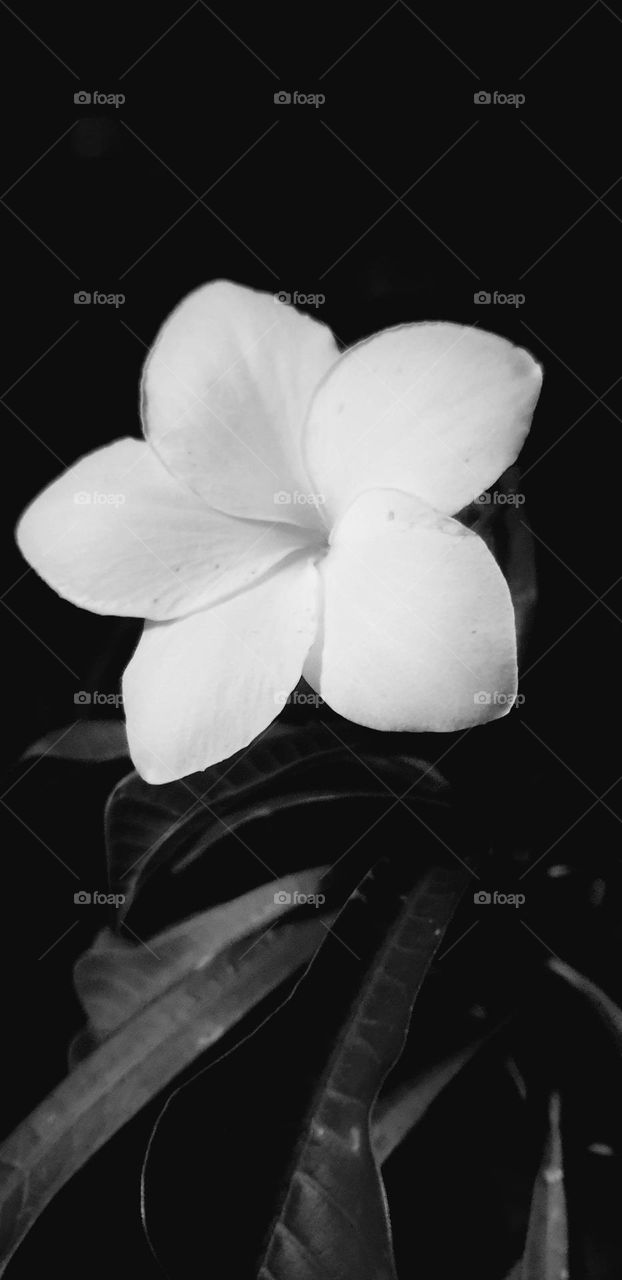 beautiful white flower, overflows with beauty and purity.  black and white