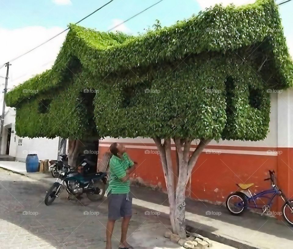 Nhà trên cây - độc lạ 