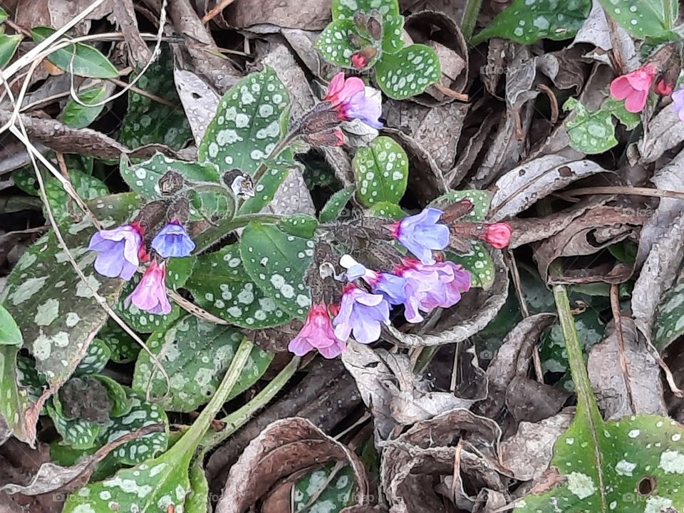 multicolor  flowers and spotted leaves of lungwort