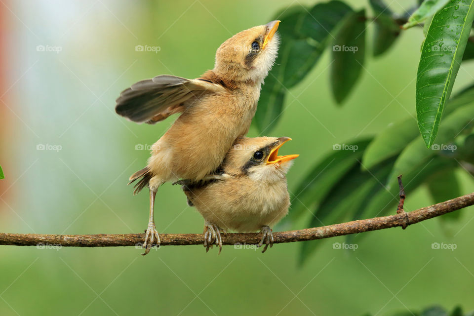 two cute little birds on tree.