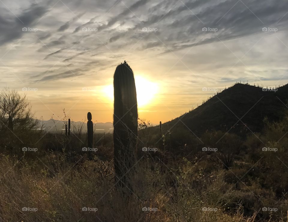 Nature - Desert Landscape 