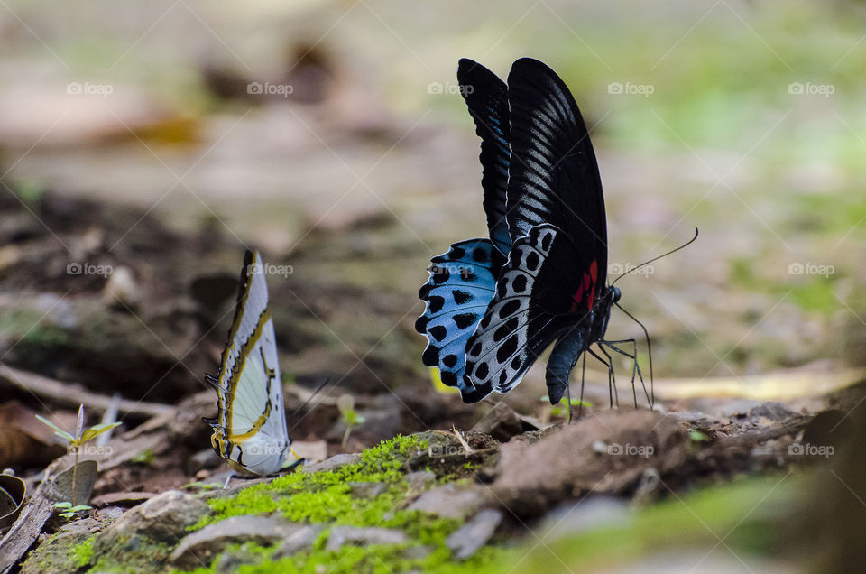 colourful butterflies