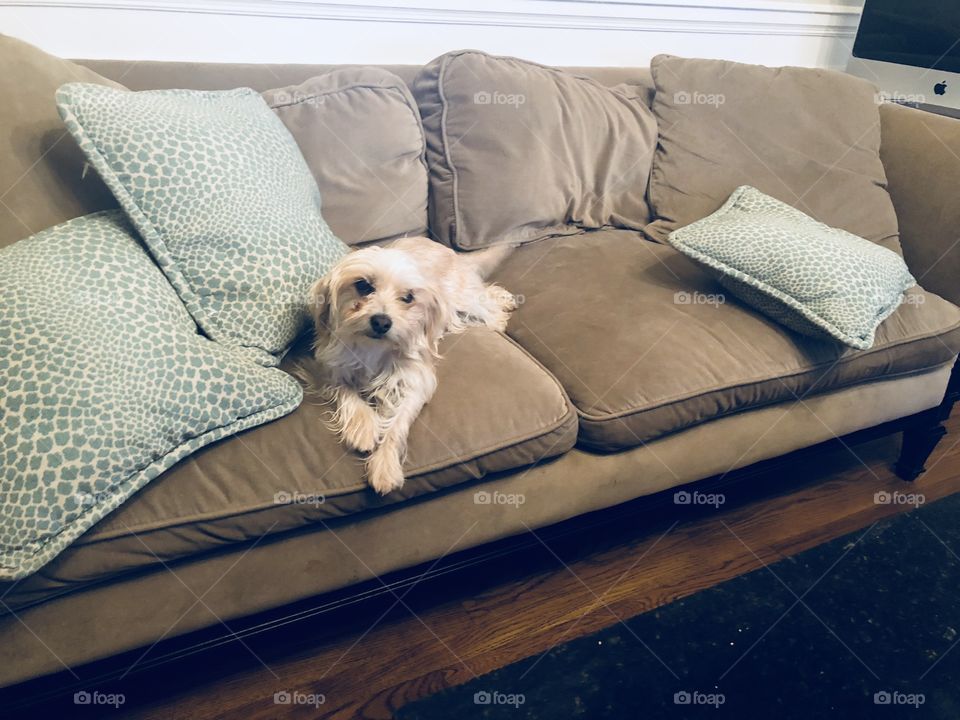 Little white yorkie sits on couch