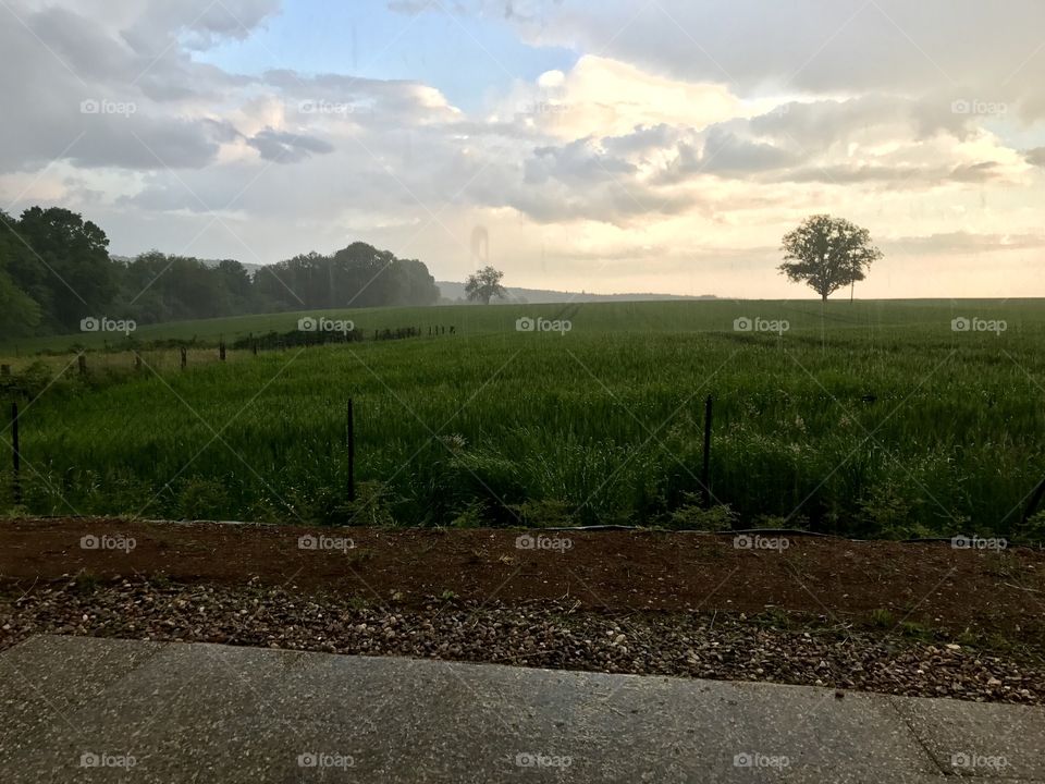 Champs de blé pendant un orage et pluie forte 

