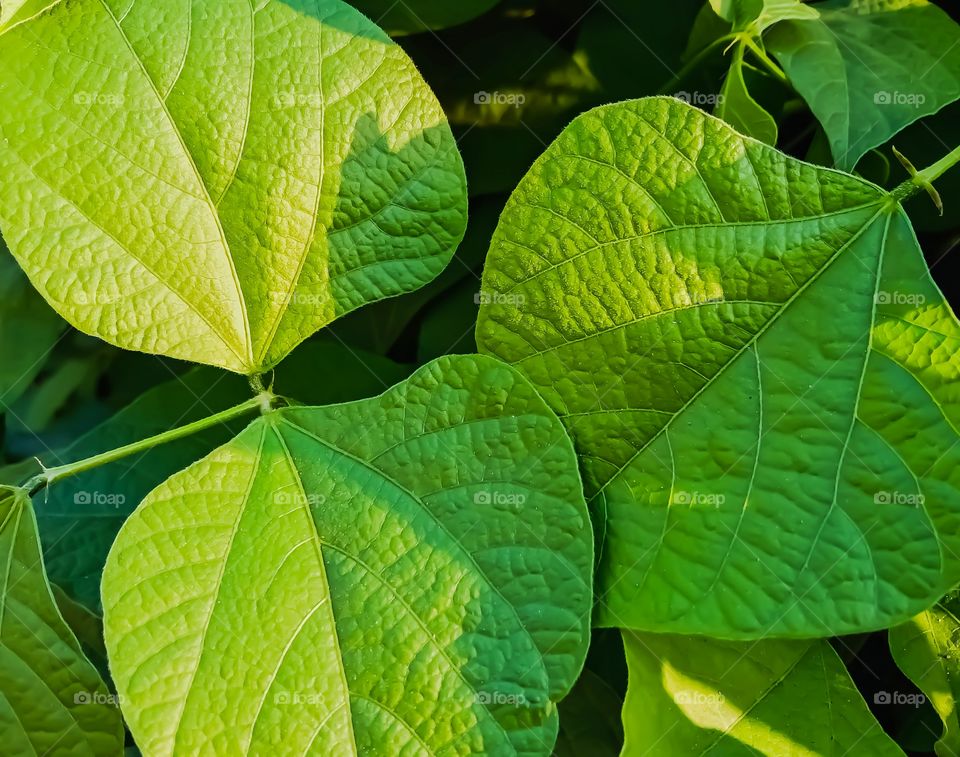 Beautiful sword bean leaf awesome image india