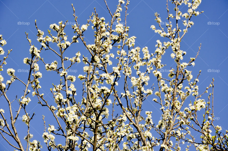 springtime tree