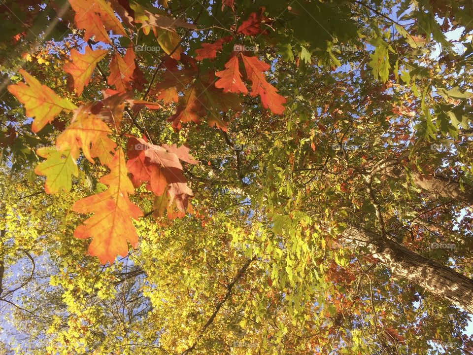 Autumn leaves and trees