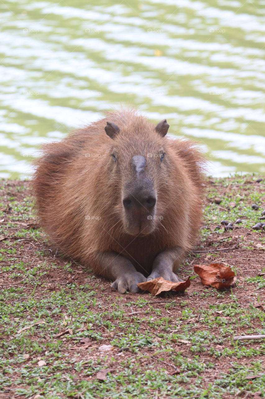 Hydrochoerus hydrochaeris