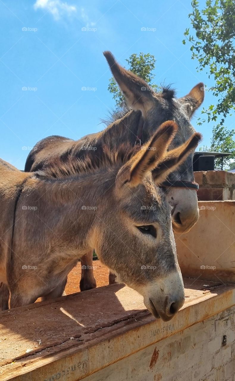 two curious donkeys saying hello.