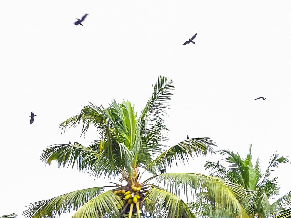 birds flying around coconut tree