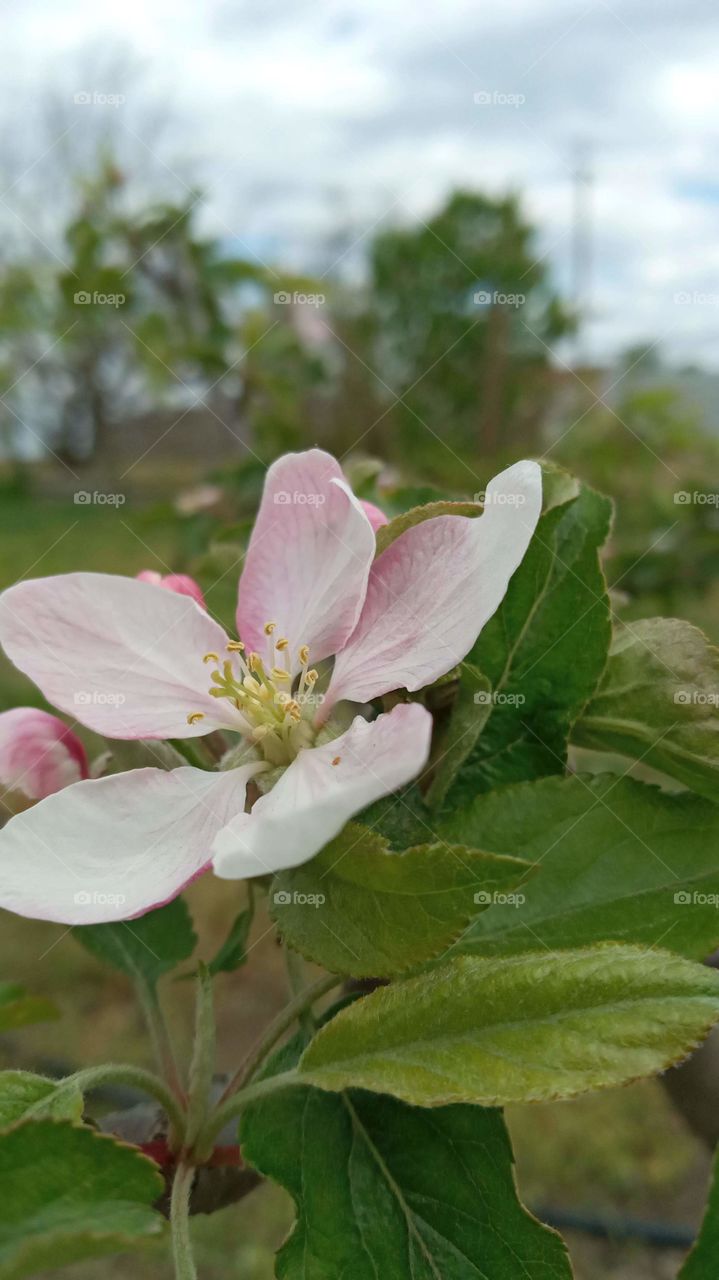 apple tree