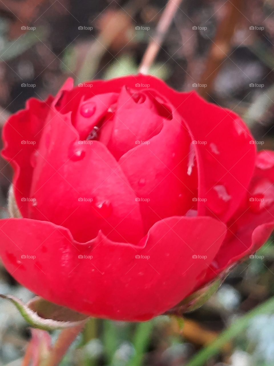 flowers in autumn - red rose in November