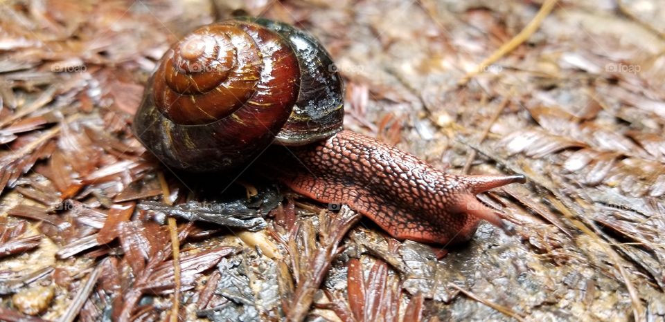 redwood snail