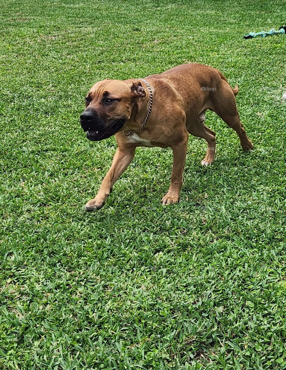 Running fast in the yard.