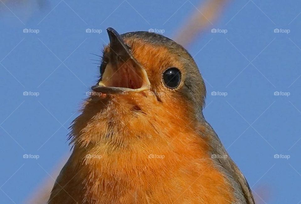 Close up on a Robin warbling under a blue sky in Suscinio