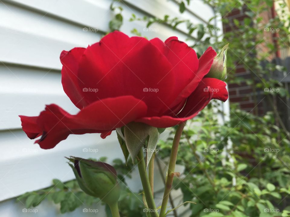 Single beautiful rose growing outdoors in the garden.