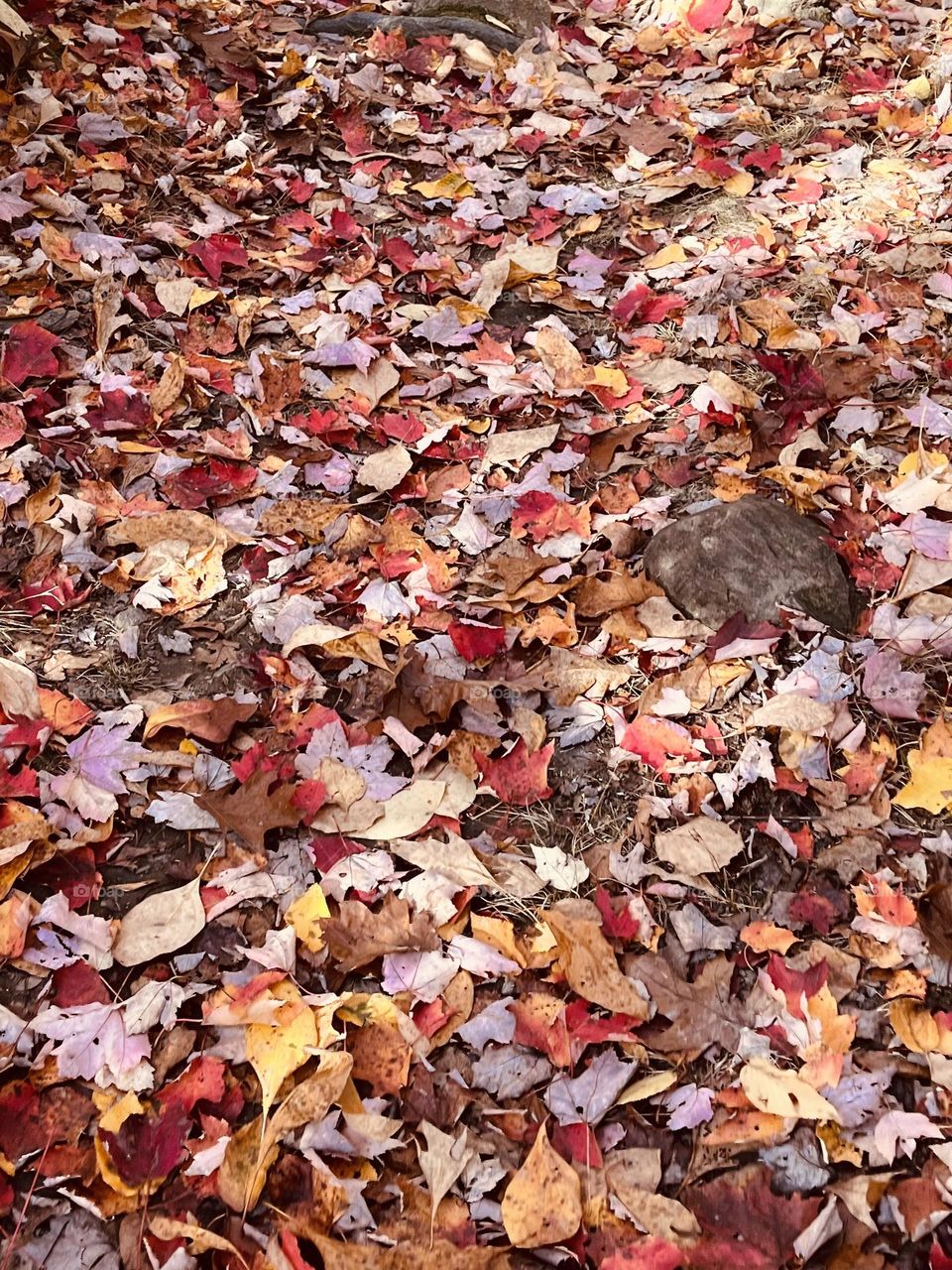 Colorful leaf path