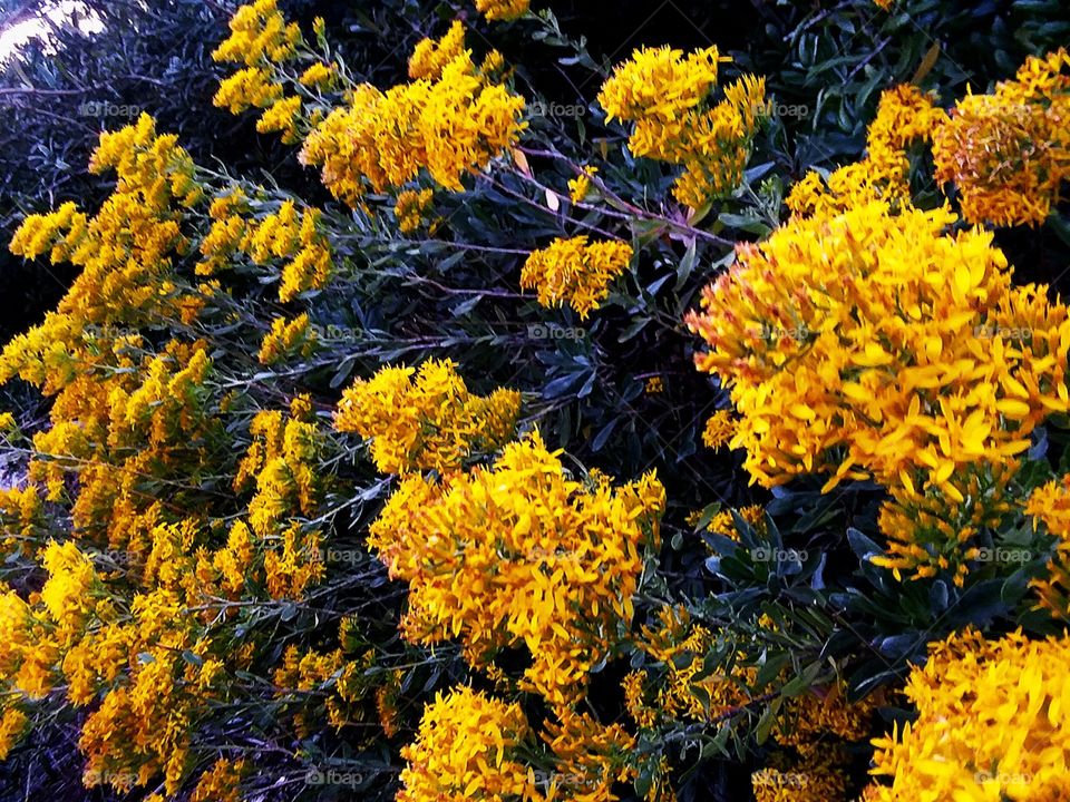 beautiful cluster of yellow flowers along the sand seashore at the beach