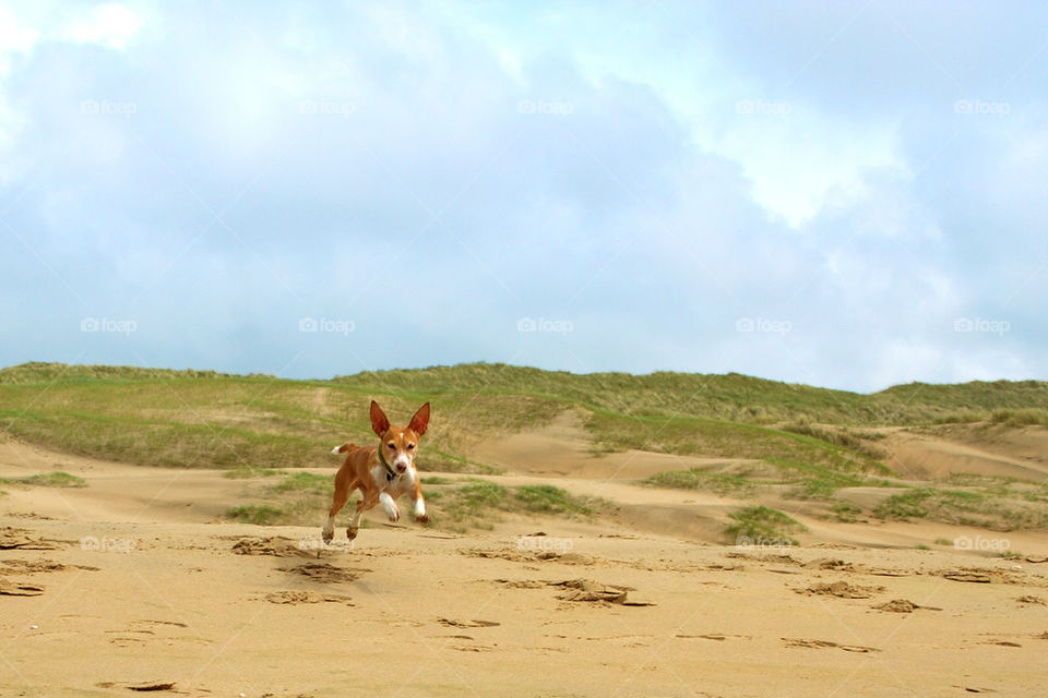 Dog running on beach