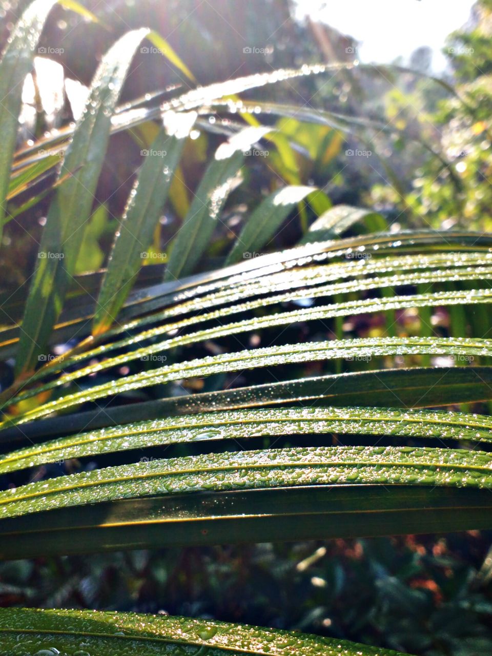 tiny rain drops