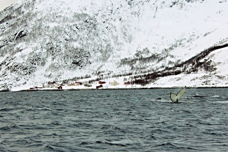Whale in Norway