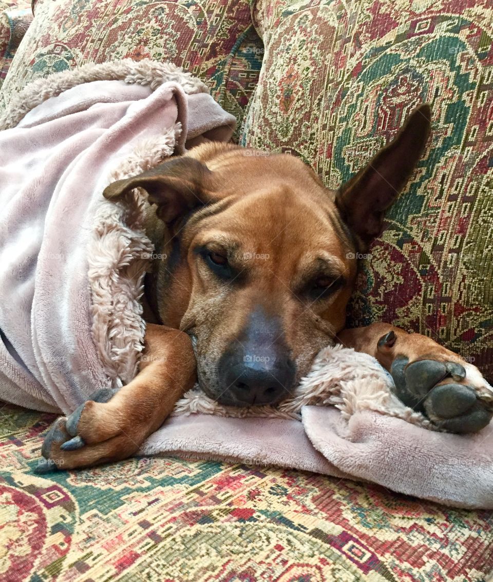 Dog, Canine, Pet, Mammal, Cute