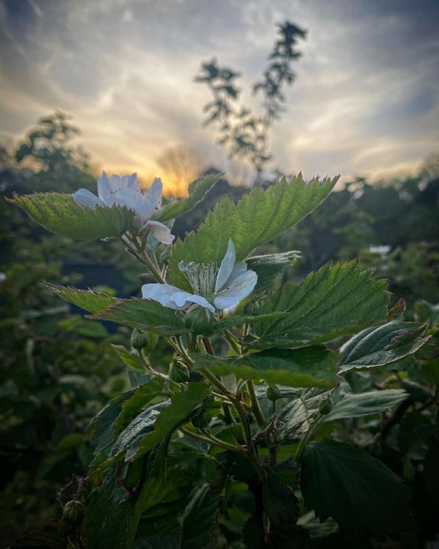 Spring season 
