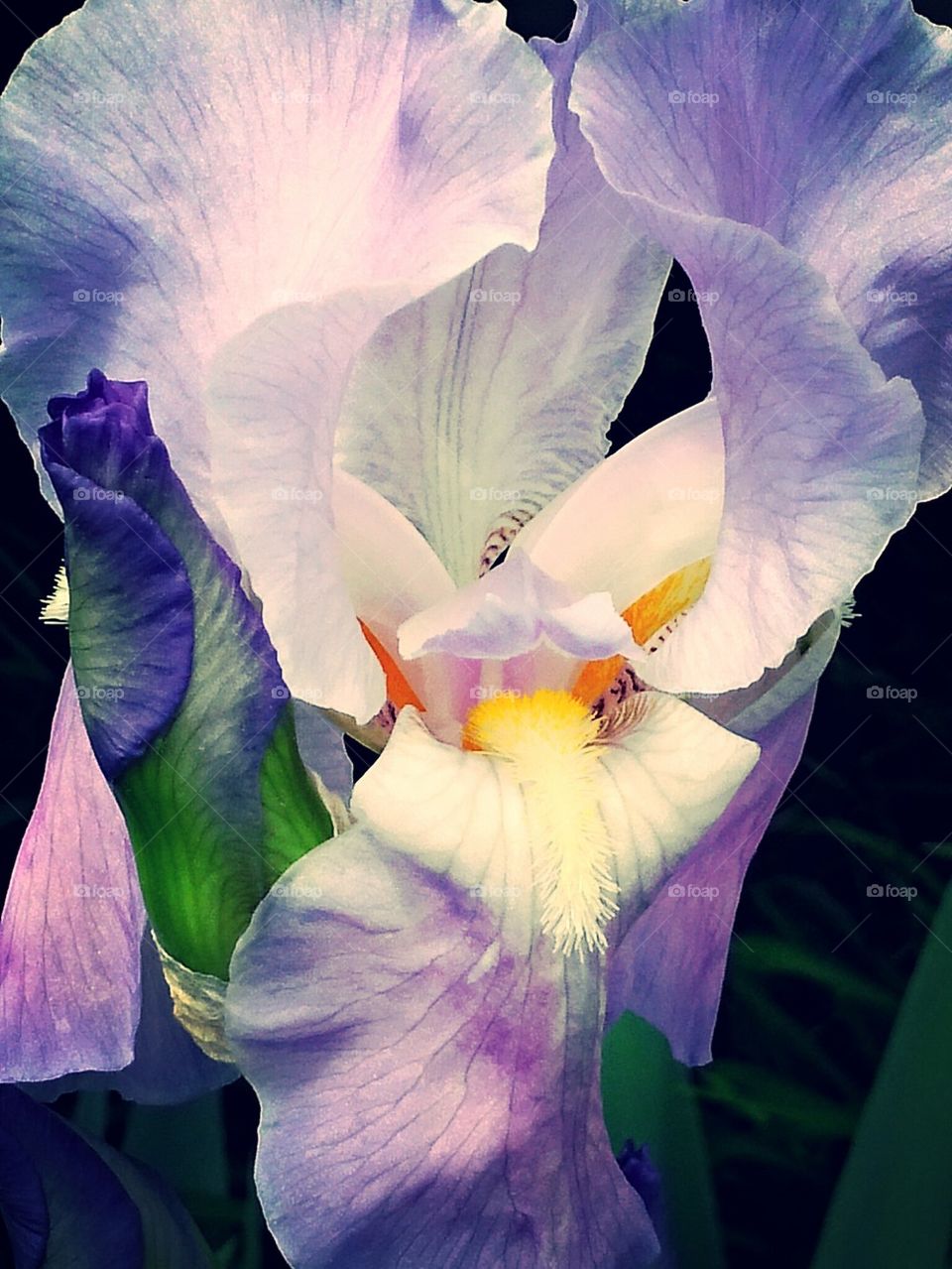 colorful Iris bloom and bud