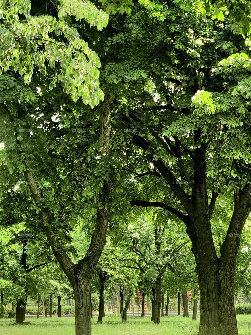 relaxing green