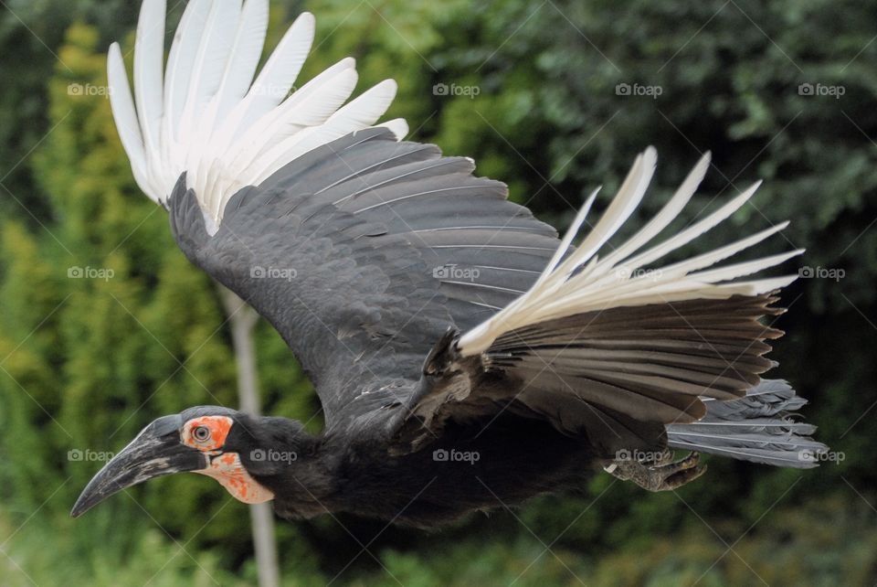 Close-up of a flying bird