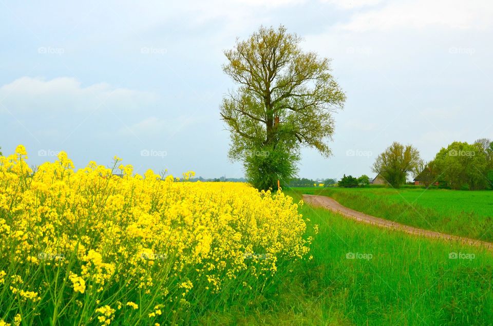 Summer scenerie . Location: Lund, Sweden 