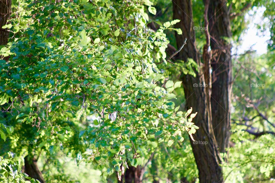 A leafy tree bough with bright green leaves,  illuminated by the sun 