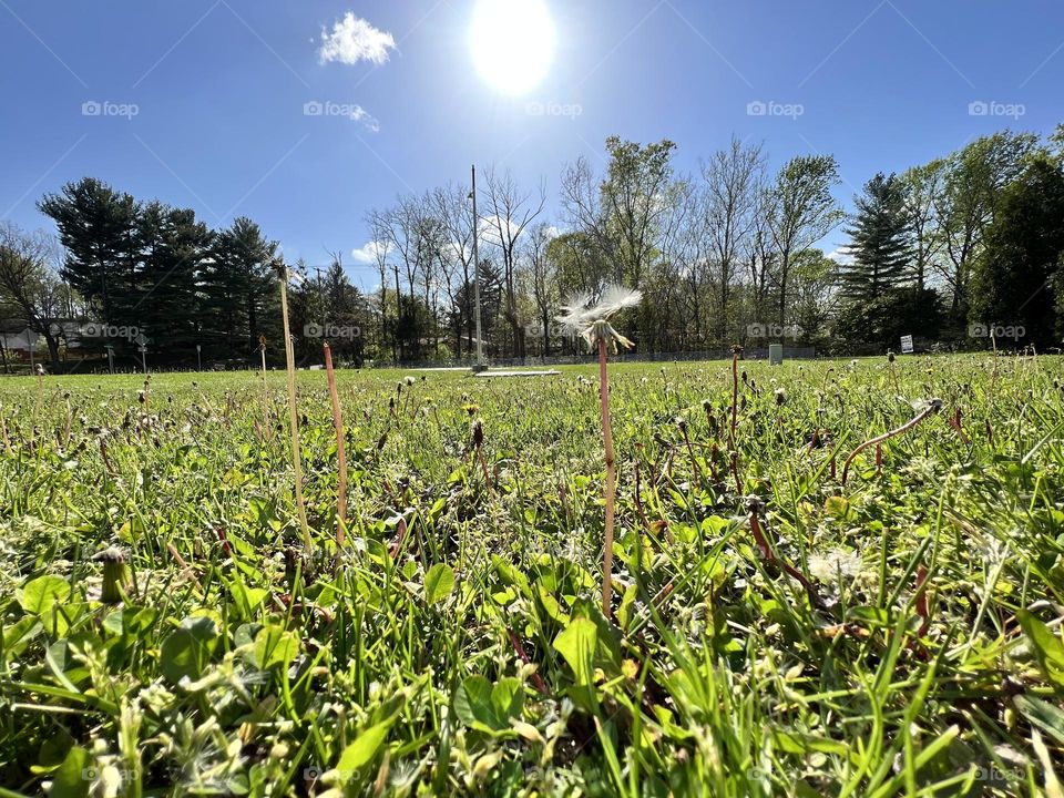 Dandelion seeds clinging to mother ship from the grass’s perspective with sun flare