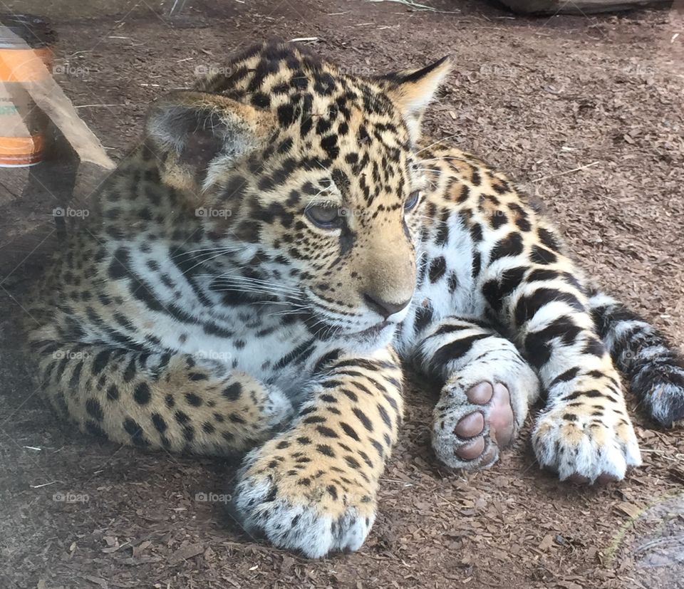 Baby jaguar . San Diego zoo
