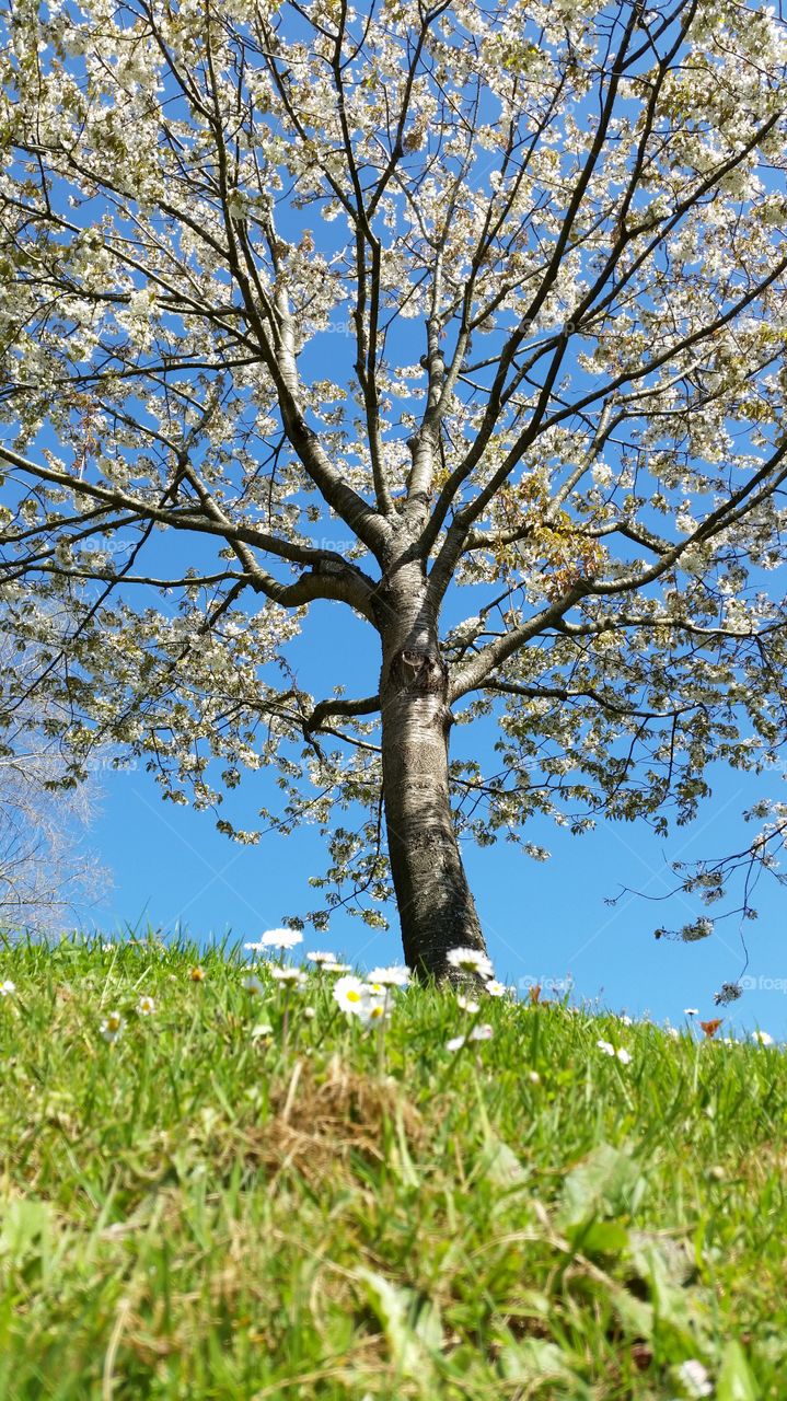 Spring. Spring bloom