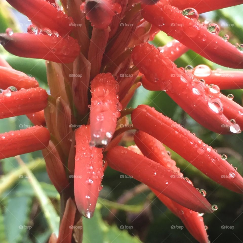 Aloe after the rain